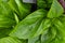 Fresh garden herbs. Green basil, background texture