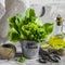 Fresh garden herbs in a metal bucket, olive oil, old vintage scissors on a light wooden background.