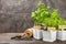 Fresh garden herbs in pots.