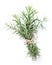 Fresh garden herbs. Rosemary