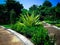 Fresh Garden In The Morning With Furcraea Foetida Plants At Tangguwisia Village