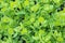 Fresh Garden Orache, Atriplex hortensis or French spinach, loboda