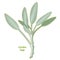 Fresh Garden Sage Herb