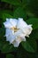 Fresh Gardenia flowers in garden .