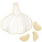 Fresh garlic for food cooking. Garlic head and peeled garlic cloves. Vector illustration