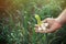 Fresh garlic in hands of farmer