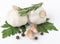 Fresh garlic with rosemary and parsley isolated on white background. Raw garlic