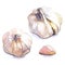 Fresh garlic set, whole and clove, isolated, watercolor illustration