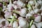 Fresh garlic texture background, close-up. Pile of white garlic heads