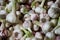 Fresh garlic texture background, close-up. Pile of white garlic heads