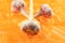 Fresh garlic whole head three vegetables smelling strongly lies on an orange background