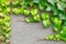 Fresh geen climber ivy plant growing over concrete wall. Nature abstract background. Natural bright floral frame on grey cement. F