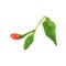 Fresh generate of chilli isolate on white background