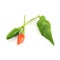 Fresh generate of chilli isolate on white background