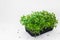 Fresh Genovese Basil Microgreens On White Surface