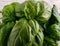 Fresh Genovese Sweet Basil