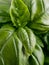 Fresh Genovese Sweet Basil