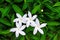 Fresh gerdenia crape jasmine flower or white gerdenia crape jasmine blooming top view in garden, outdoor tropiacal nature