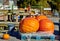 Fresh giant pumpkins on farm market