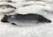 Fresh Giant seaperch on ice