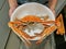 Fresh giant steamed boiled blue swimmer crab in a bowl