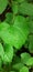 Fresh Giloy medicinal plant leaves