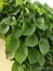 Fresh Giloy or Tinospora Cordifolia Plant Green Leaves