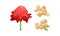 Fresh Ginger Rhizome as Fragrant Kitchen Spice with Red Flower Vector Set