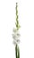 fresh gladiolus flowers on white background