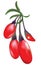 Fresh Goji Berries (Wolfberries) Illustration