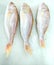 Fresh gold band snapper fish