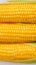 Fresh golden yellow corn cobs Close up of lined up kernels