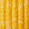 Fresh golden yellow corn cobs Close up of lined up kernels