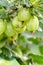 Fresh gooseberries on a branch