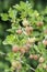 Fresh gooseberries on branch of gooseberry bush in the fruit garden organic growing