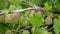 Fresh gooseberries on a branch of a gooseberry bush in the garden. Close-up view of organic gooseberry berries hanging on a branch