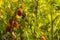 Fresh gooseberries on a branch of gooseberry bush with sunlight.