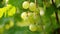 Fresh gooseberry on a branch of a gooseberry Bush in the garden. Close-up view. generative ai