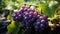 Fresh grape bunches in a vineyard, ripe and full of sweetness generated by AI