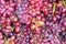 Fresh grapes fruit close up