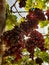 Fresh grapes under the sunlight in vineyard