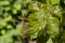 Fresh grapevine leaves growing in vineyard