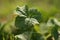 Fresh grass burdock growing in a spring garden, close-up, selective focus