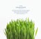 Fresh grass isolated on white background. Green border. Spring leaves. Web article template. Long header banner format.