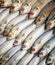 Fresh gray mullet fish at the market