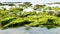 Fresh green algae growing on beach rocks