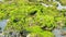 Fresh green algae growing on beach rocks