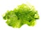 Fresh Green Algae - Healthy Nutrition