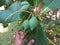 Fresh Green Almond Nut Fruit on man hand in tree
