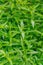 Fresh green Andrographis paniculata plant